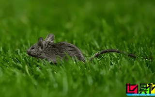 老特拉福德 多處被檢查出有老鼠痕跡，曼聯 食安等級下調至2星