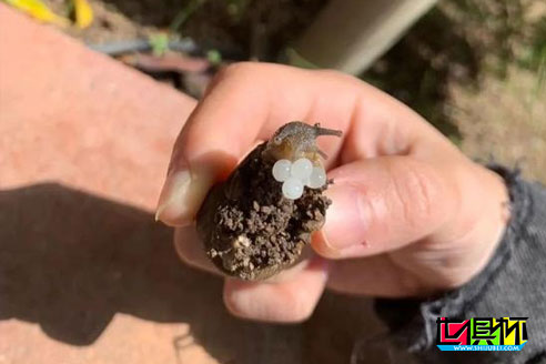 武磊更新周記：醫生已確認自己康復，恢復訓練心情非常愉悅-第3張圖片-世俱杯