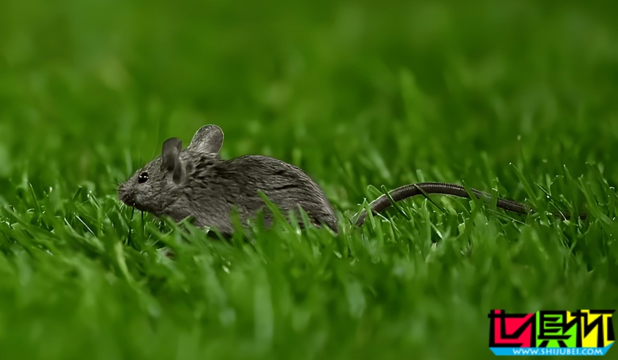 老特拉福德 多處被檢查出有老鼠痕跡,曼聯 食安等級下調至2星-第1張圖片-世俱杯 老特拉福德 多處被檢查出有老鼠痕跡,曼聯 食安等級下調至2星-第1張圖片-世俱杯